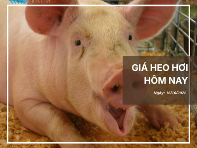 Giá heo hôm nay (2)