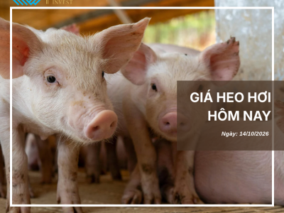 Giá heo hôm nay