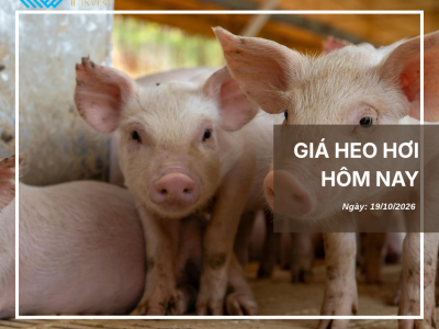 Giá heo hôm nay (3)