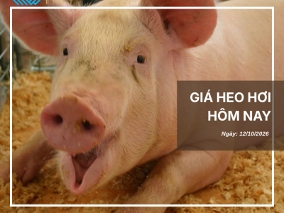 Giá heo hôm nay