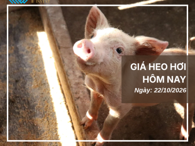 Giá heo hôm nay
