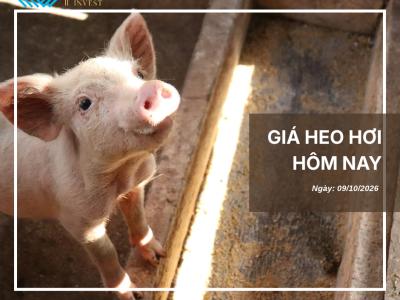 Thị trường thịt heo (1)